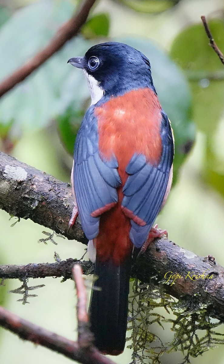 Black-headed Shrike-Babbler - ML636067747