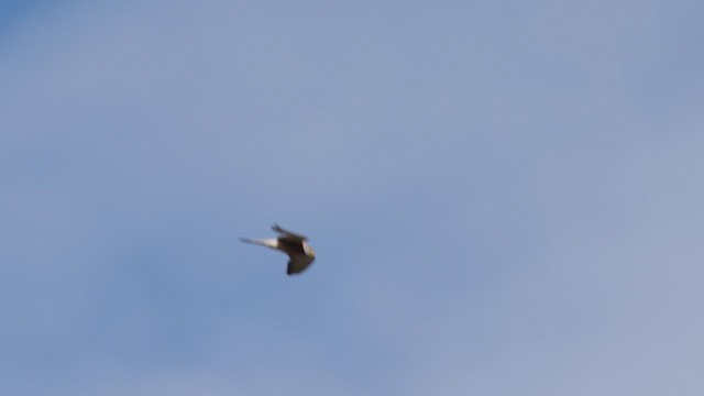 Lesser Kestrel - ML636067864