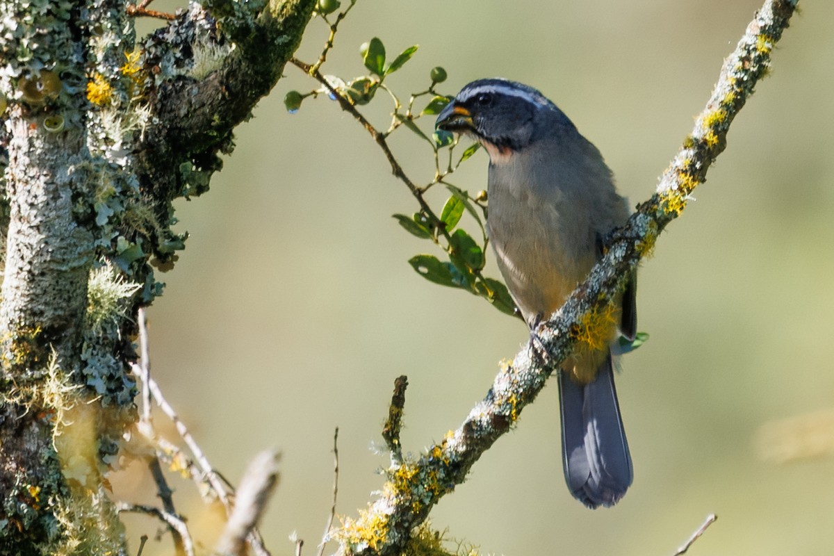 Thick-billed Saltator - ML636067870