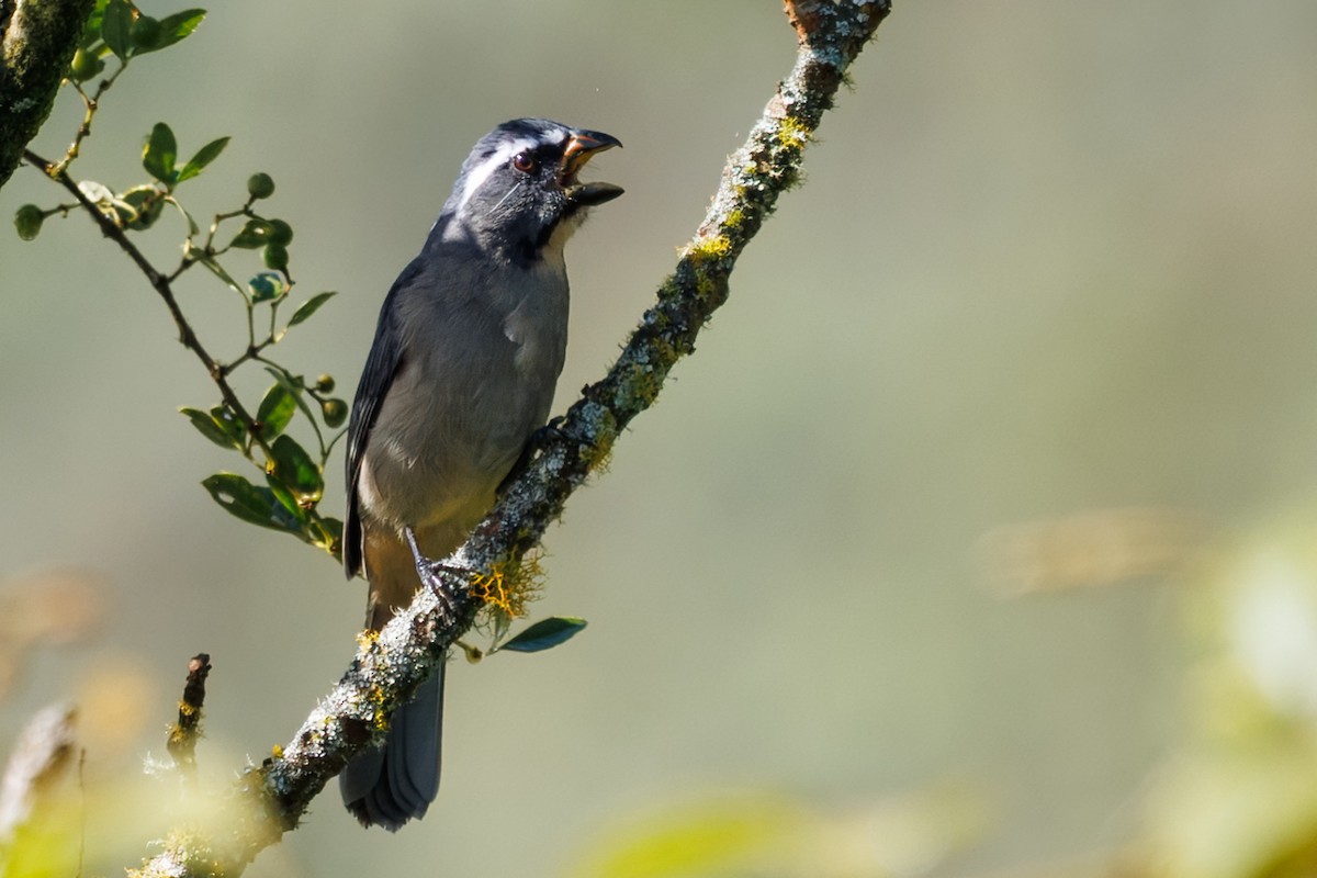 Thick-billed Saltator - ML636067872