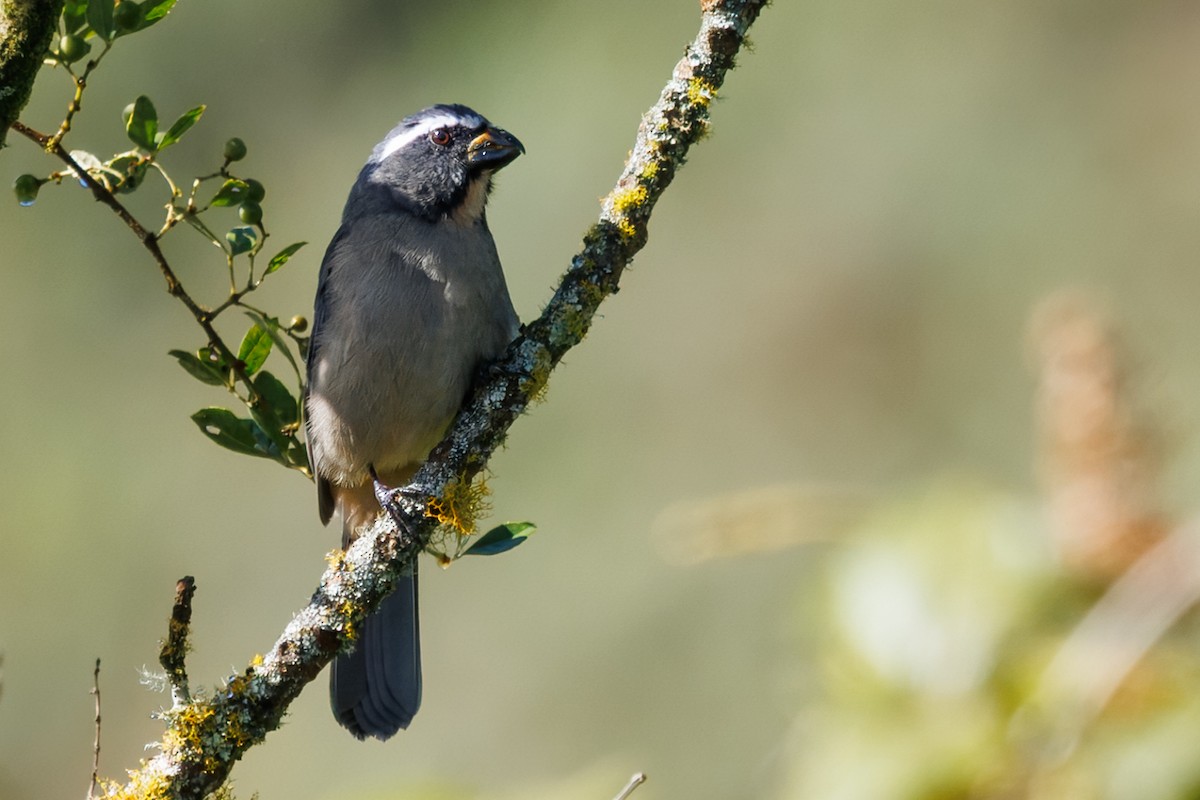 Thick-billed Saltator - ML636067873