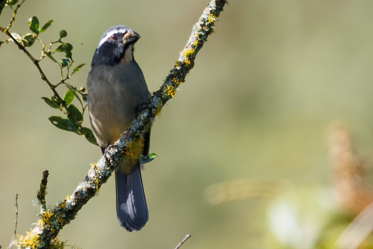 Thick-billed Saltator - ML636067874