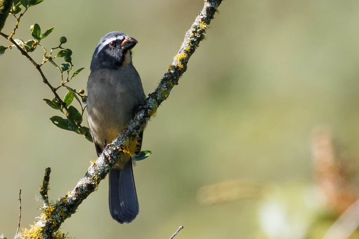 Thick-billed Saltator - ML636067875