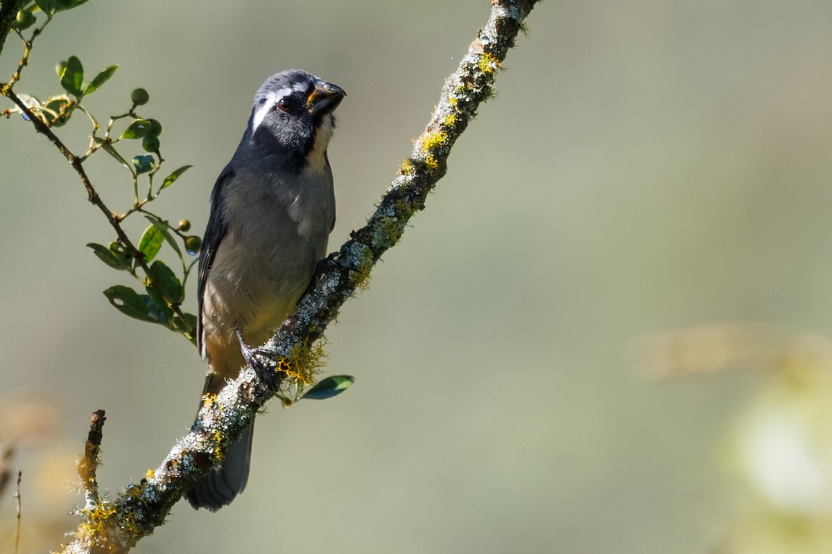 Thick-billed Saltator - ML636067876