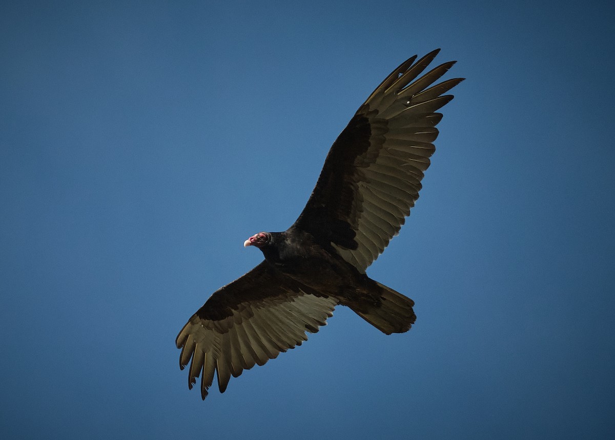 Turkey Vulture - ML636067946