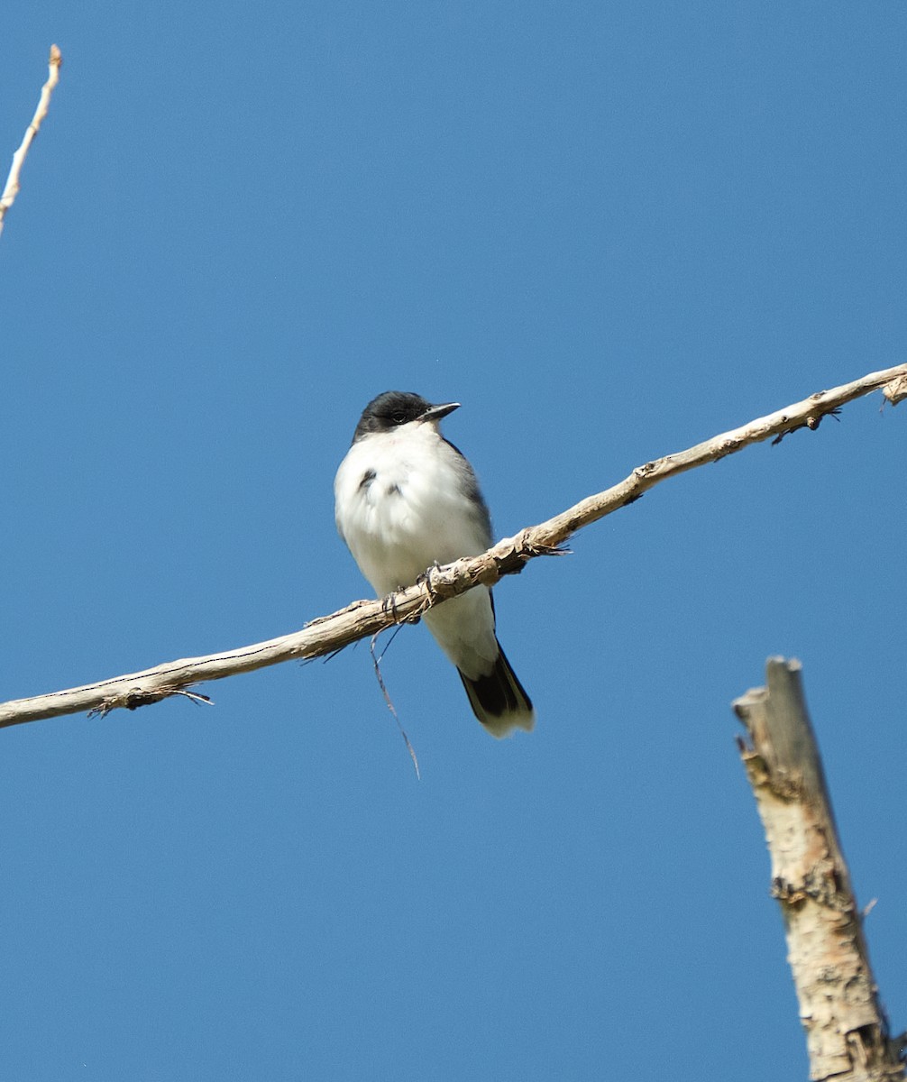 Eastern Kingbird - ML636067964