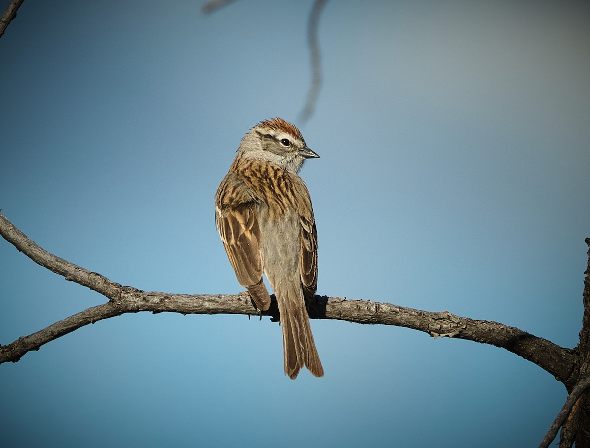 Chipping Sparrow - ML636068000