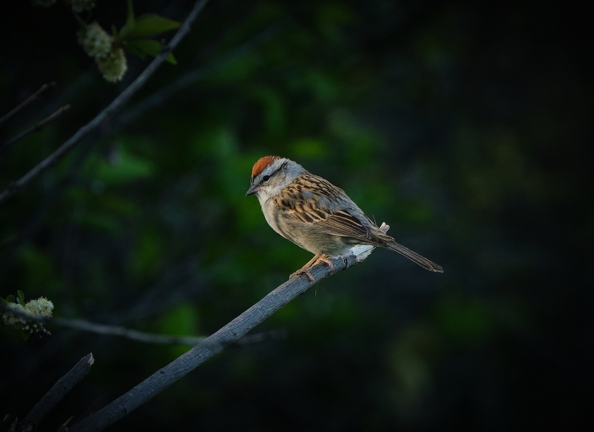 Chipping Sparrow - ML636068002