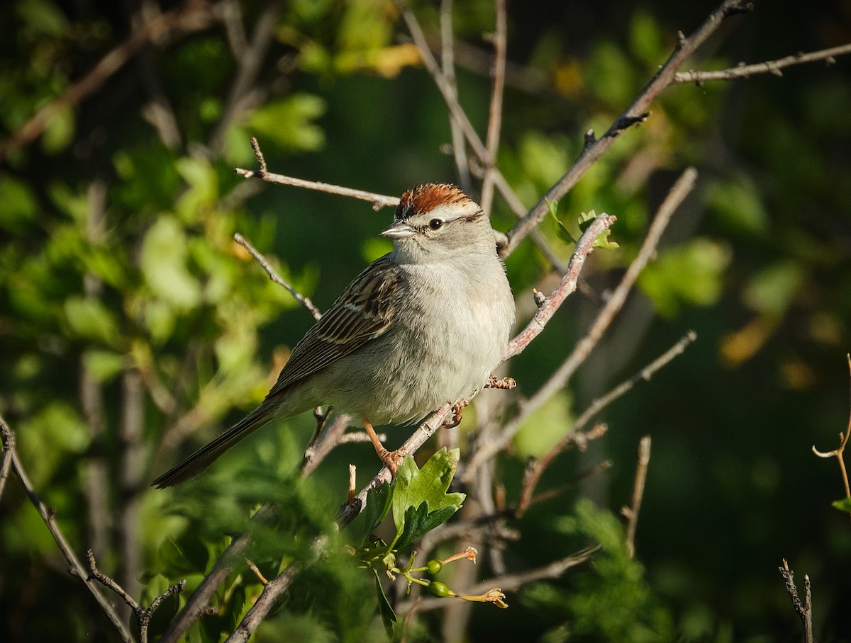 Chipping Sparrow - ML636068003