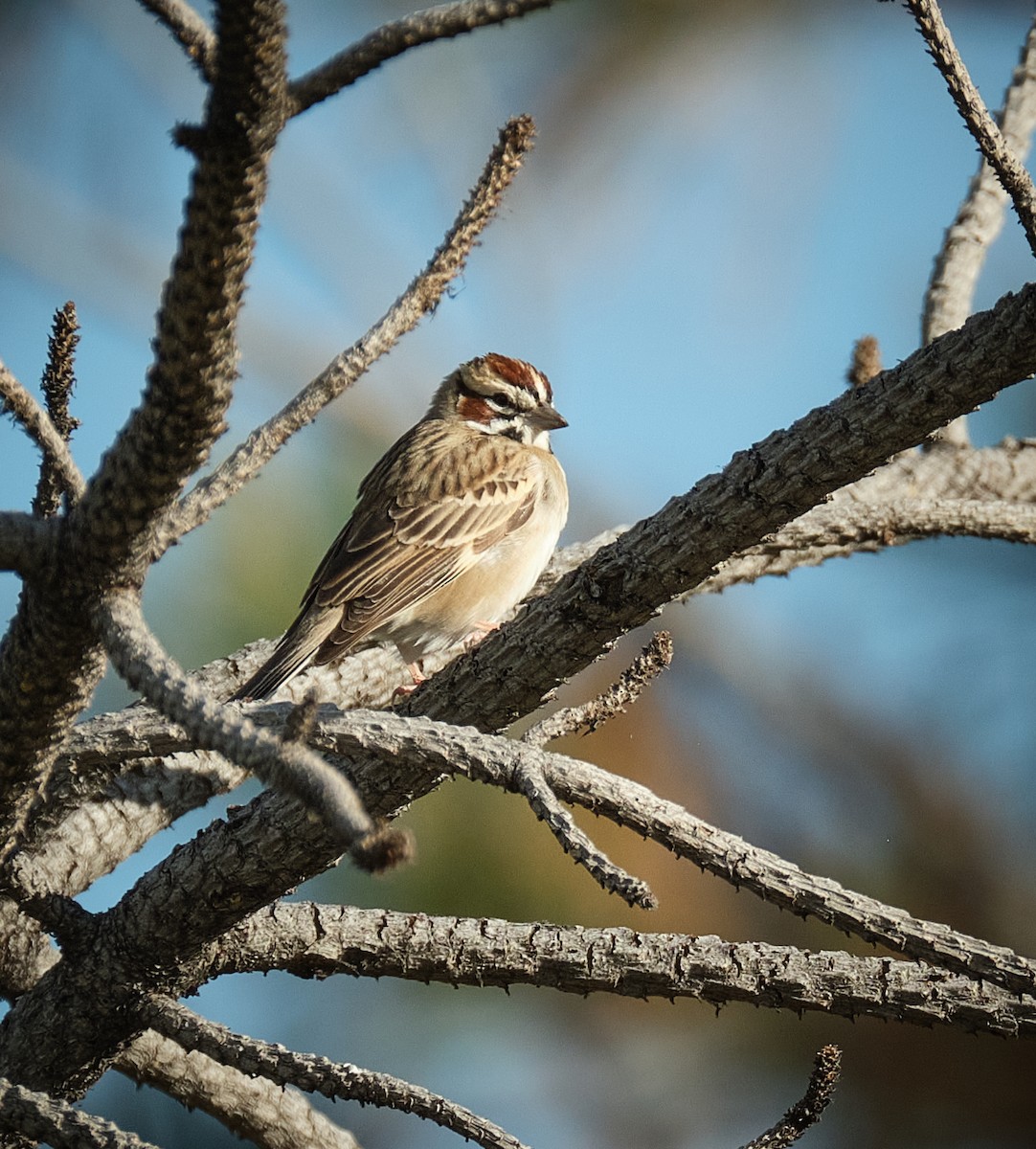 Lark Sparrow - ML636068029
