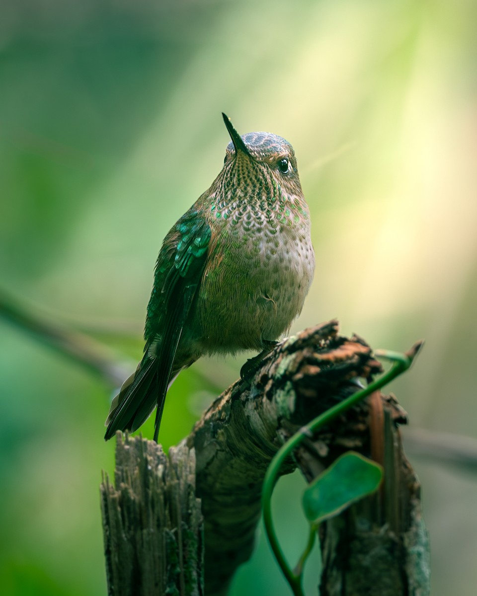 Chilekolibri - ML636068048