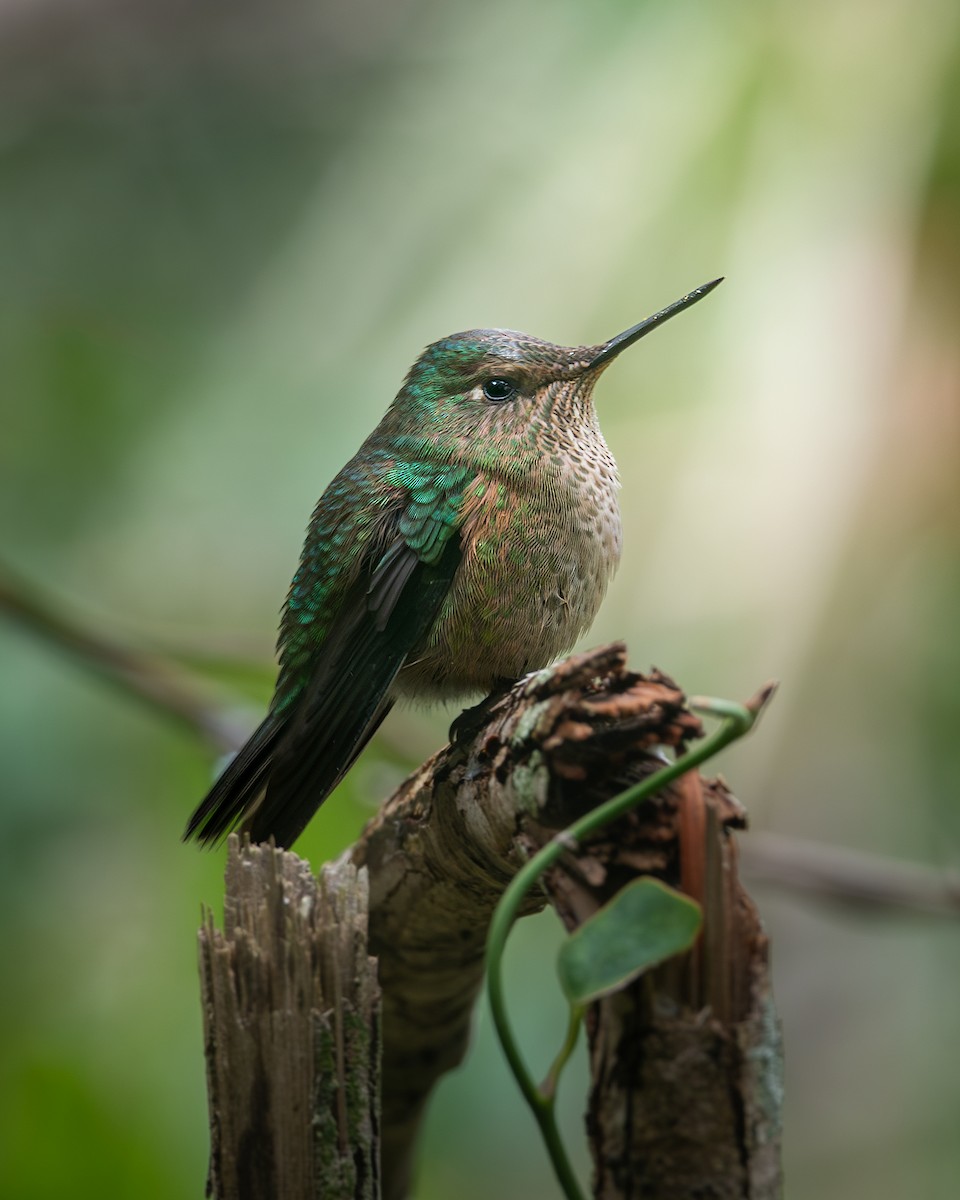 Chilekolibri - ML636068050