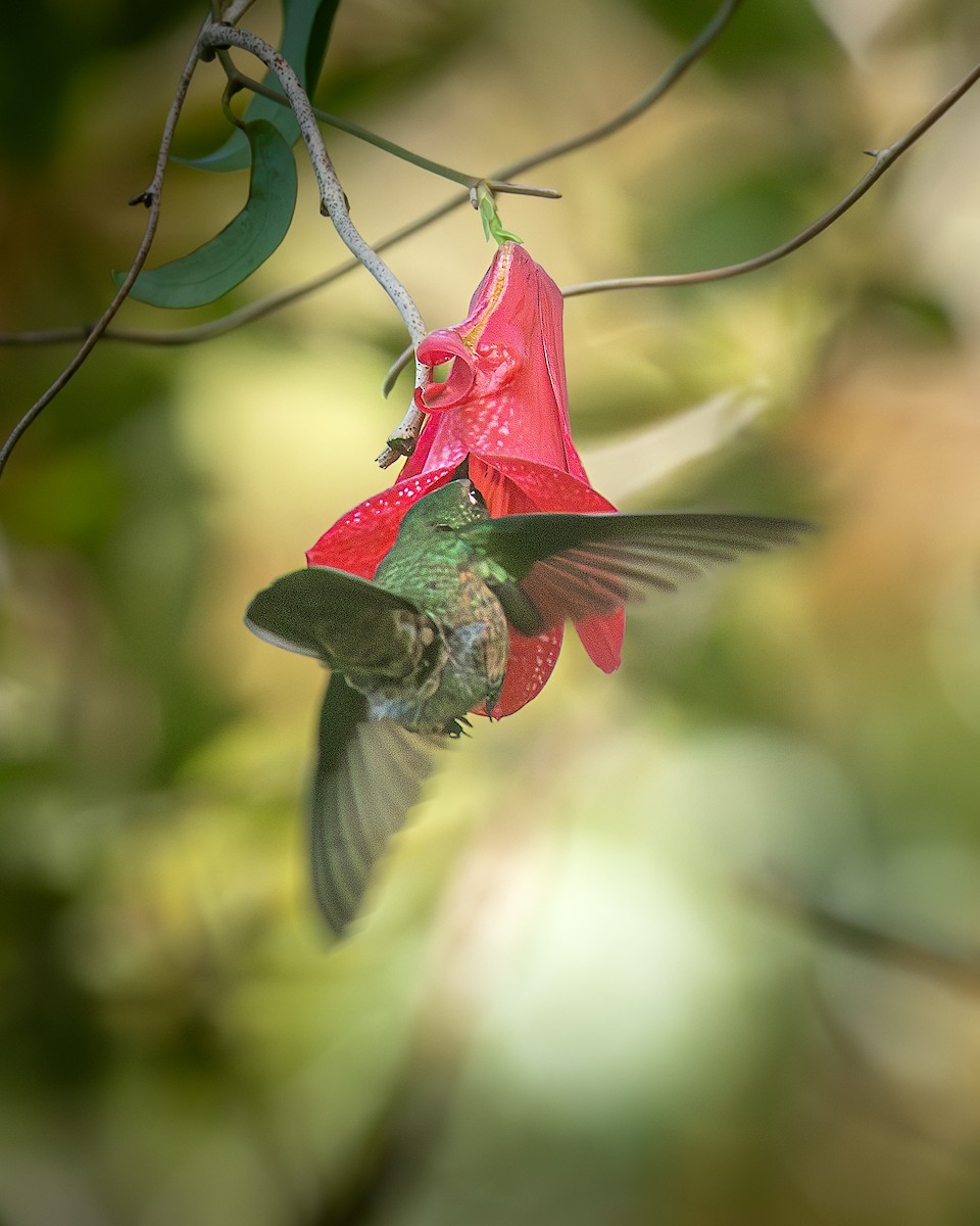 Chilekolibri - ML636068051