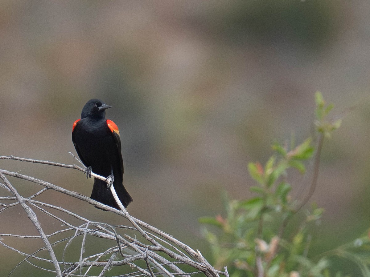 Red-winged Blackbird - ML636068055