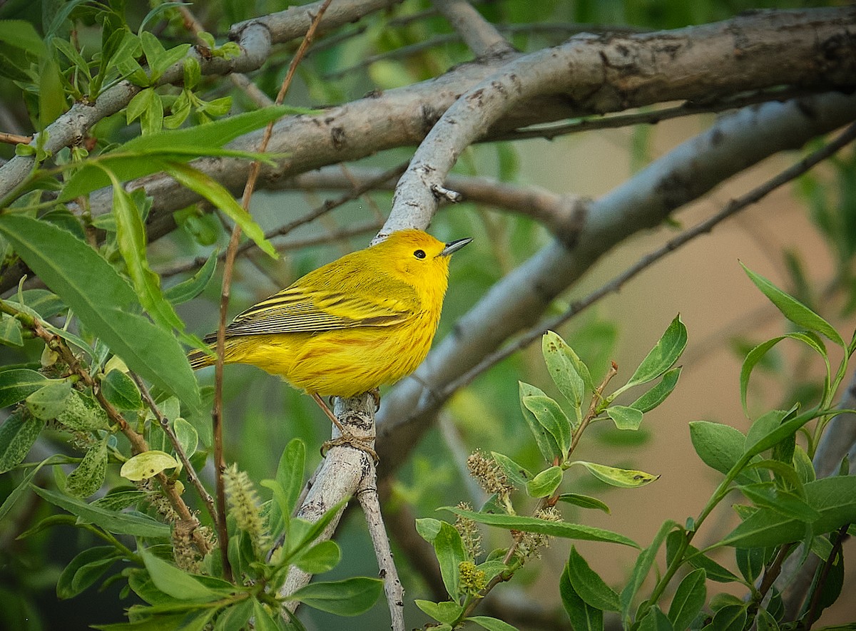 Yellow Warbler - ML636068060