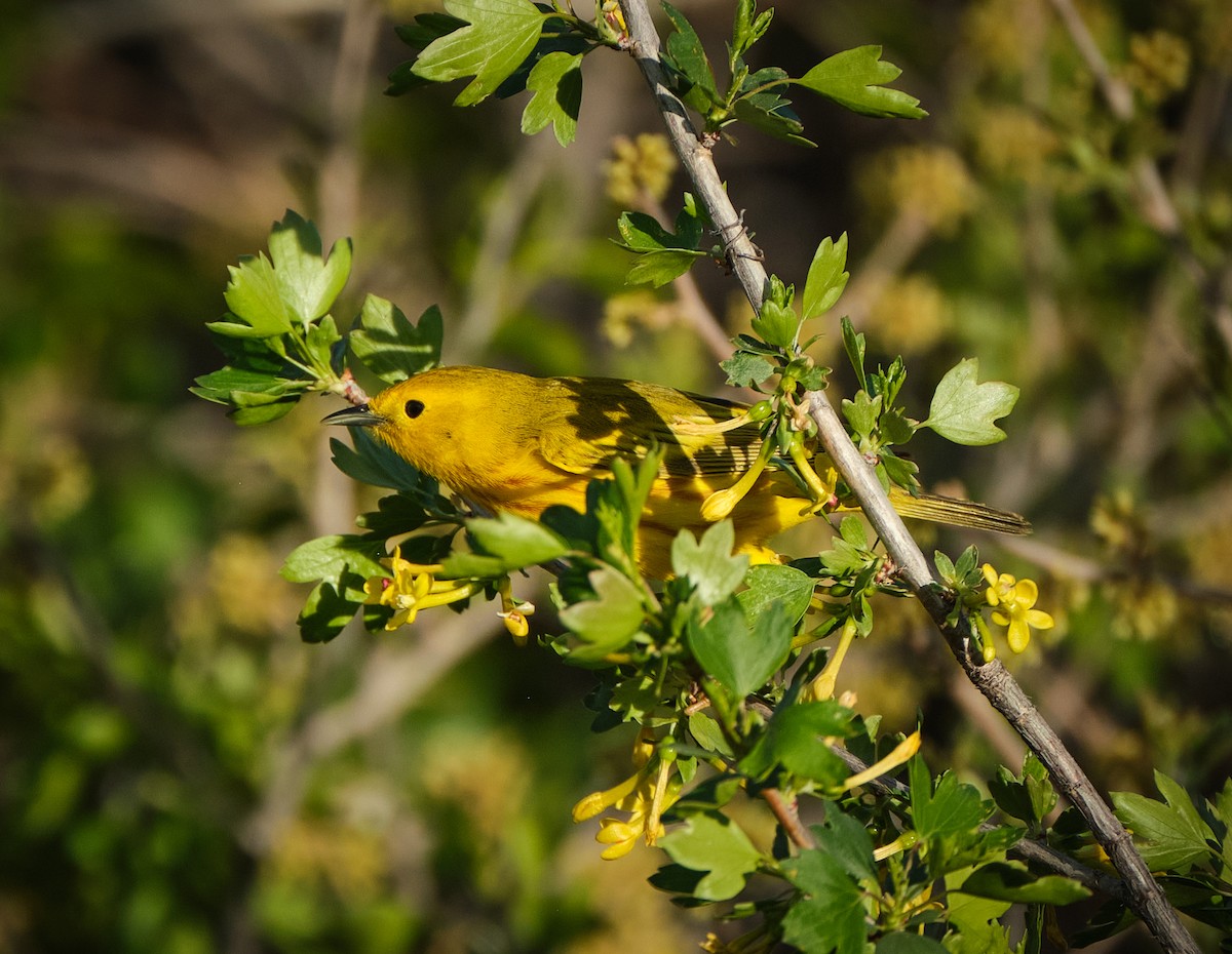 Yellow Warbler - ML636068061