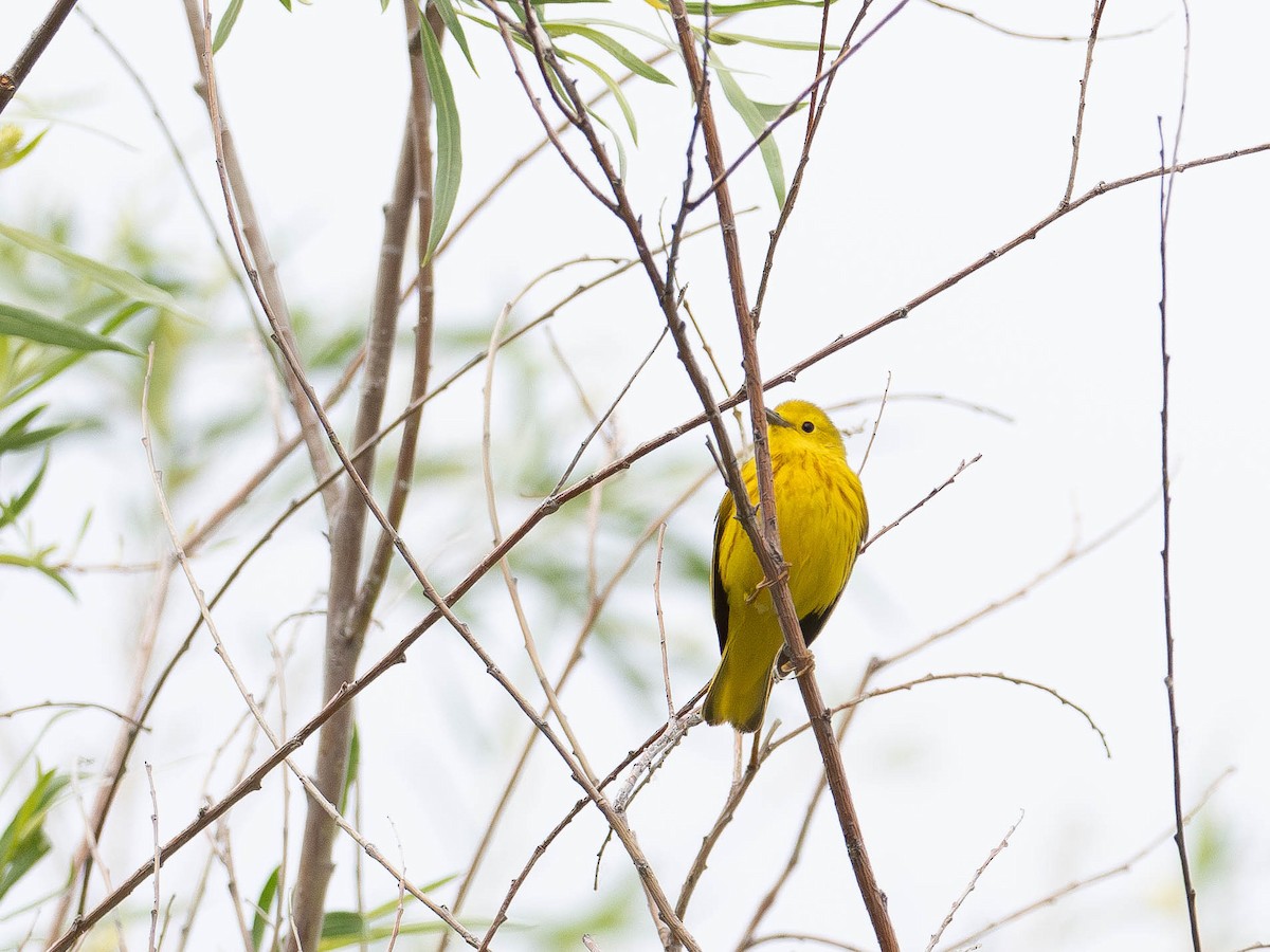 Yellow Warbler - ML636068074