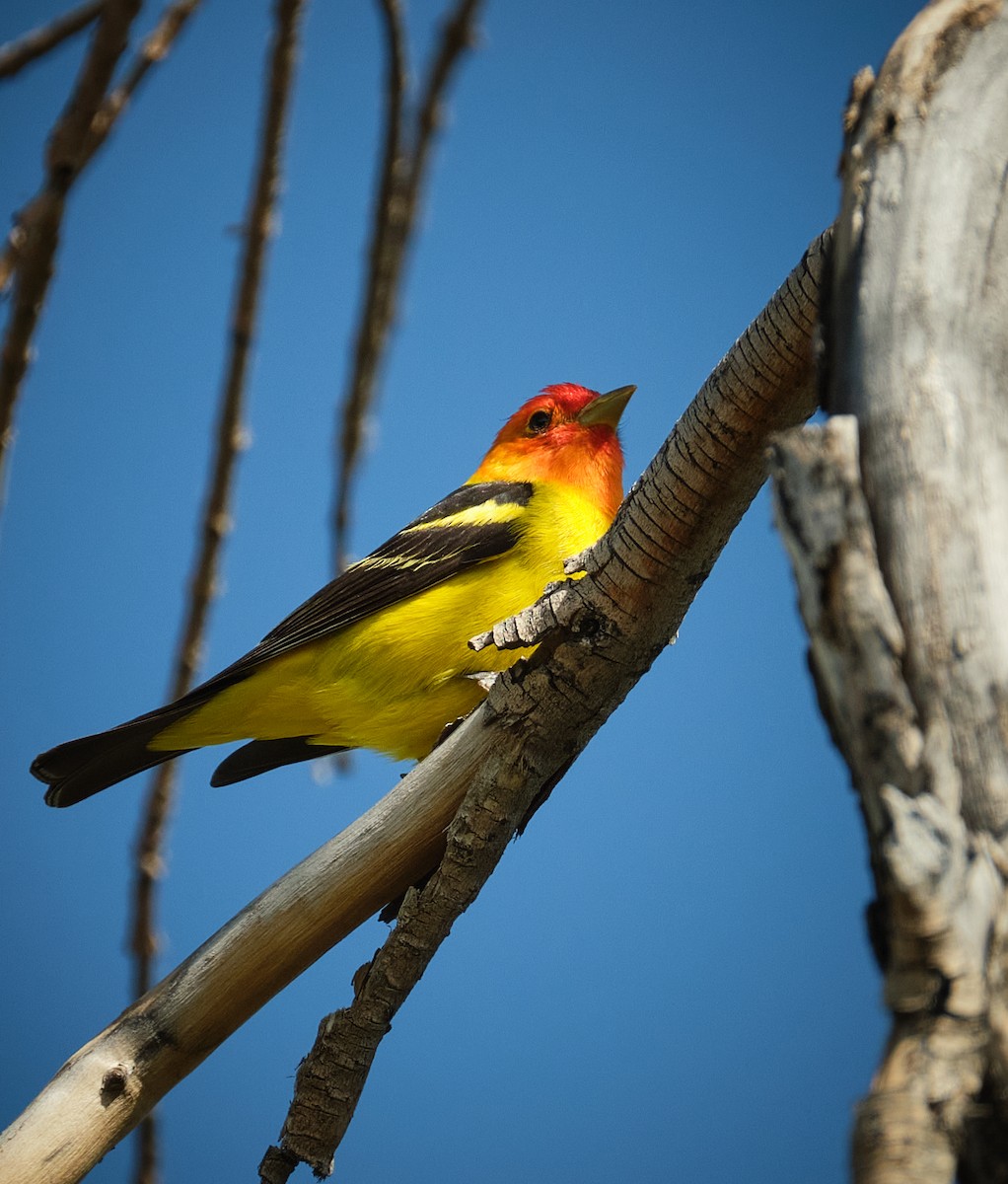 Western Tanager - ML636068085