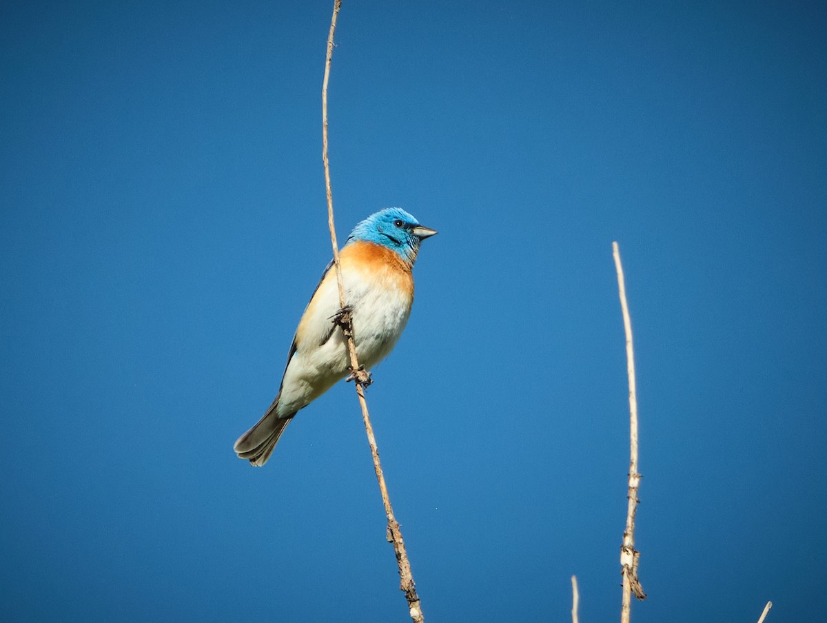 Lazuli Bunting - ML636068106