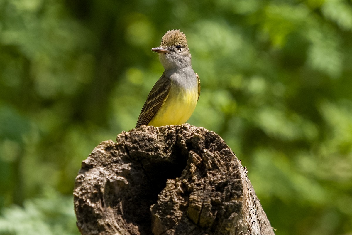Great Crested Flycatcher - ML636068130