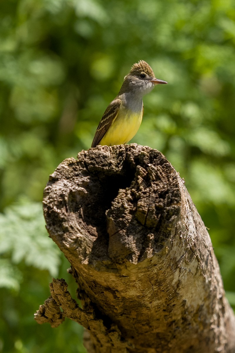 Great Crested Flycatcher - ML636068131