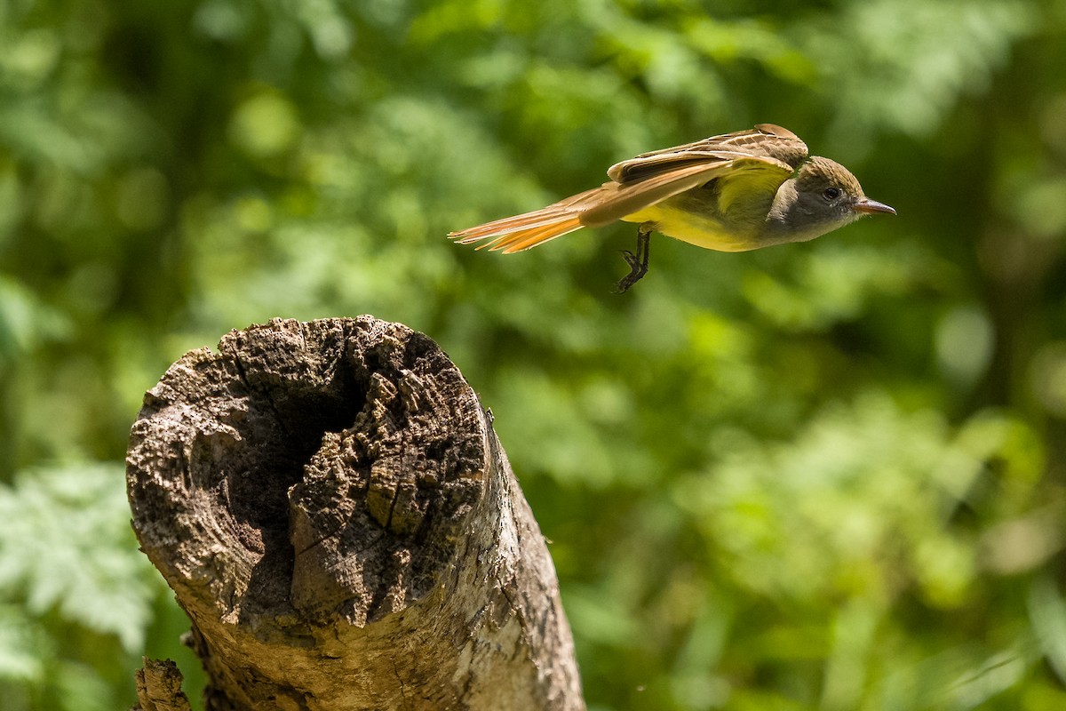 Great Crested Flycatcher - ML636068132