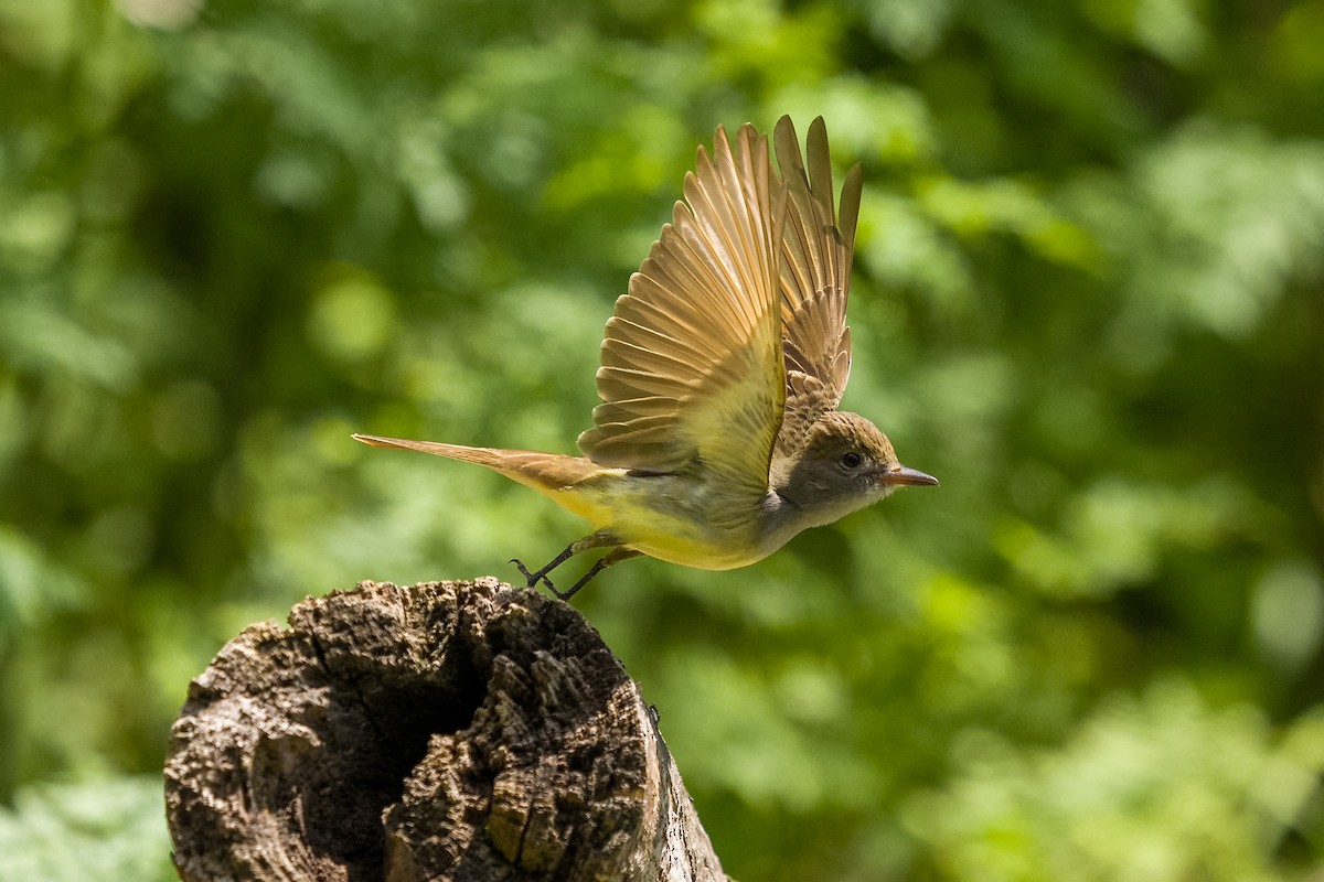 Great Crested Flycatcher - ML636068133