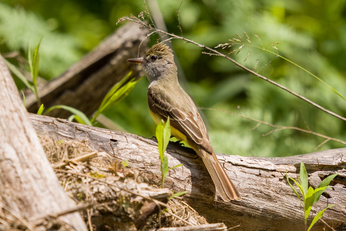 Great Crested Flycatcher - ML636068134