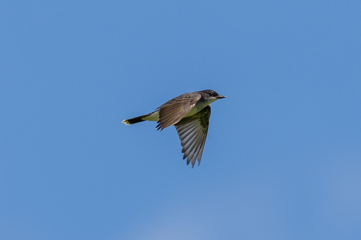 Eastern Kingbird - ML636068153