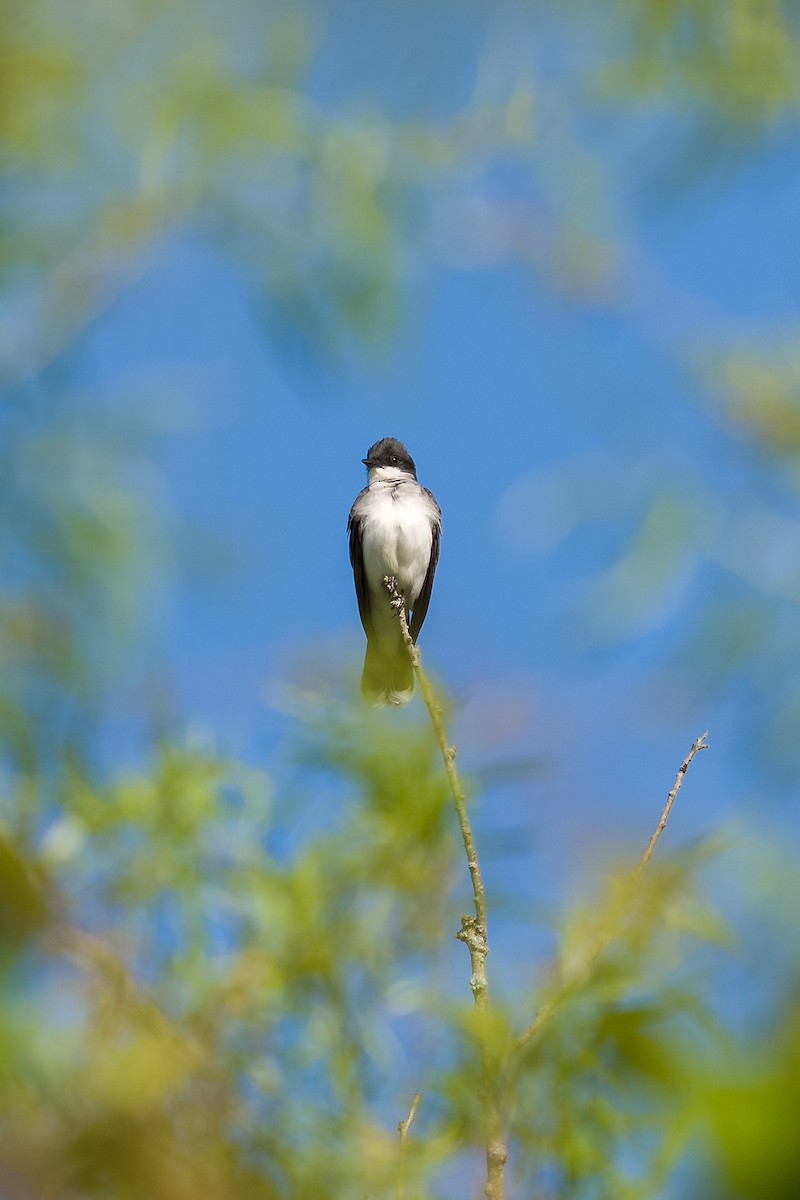 Eastern Kingbird - ML636068154