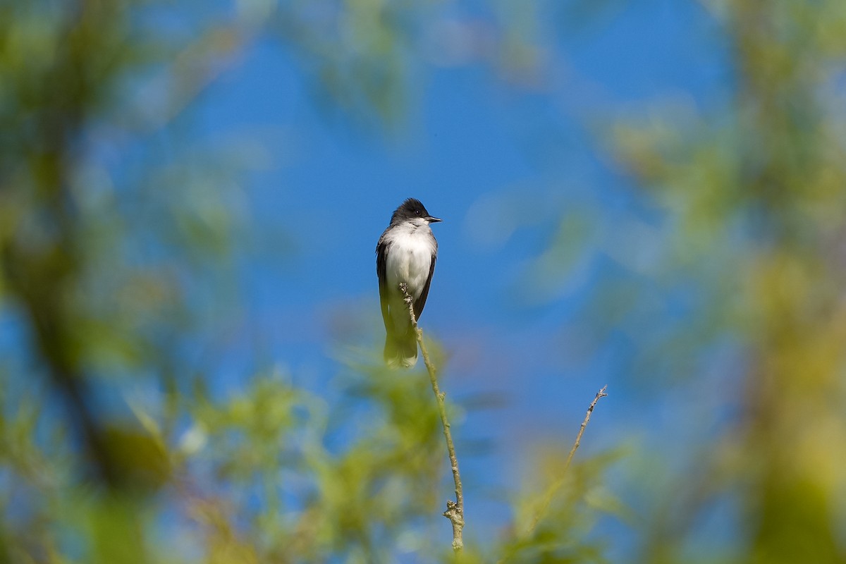 Eastern Kingbird - ML636068155