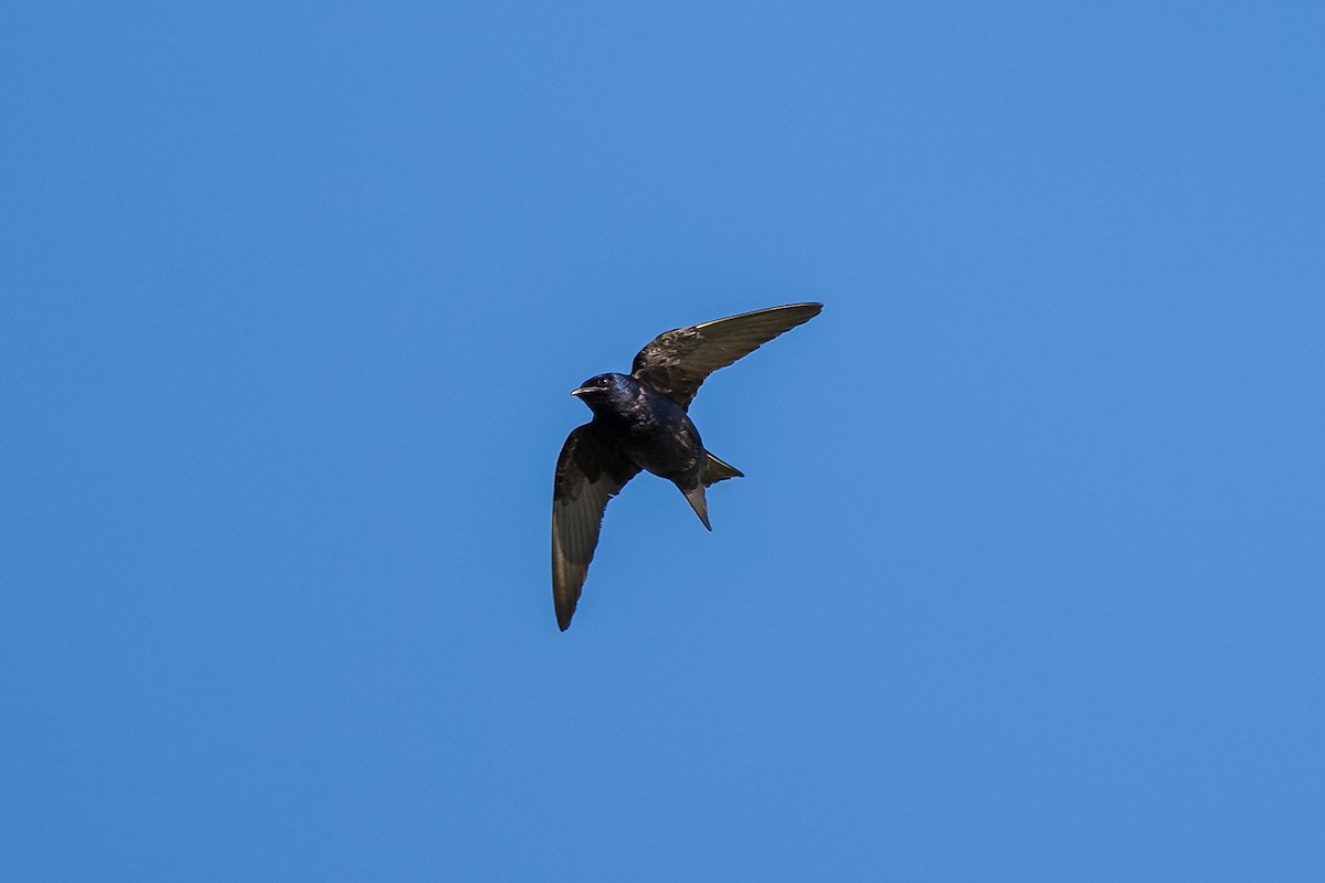 Purple Martin - ML636068165