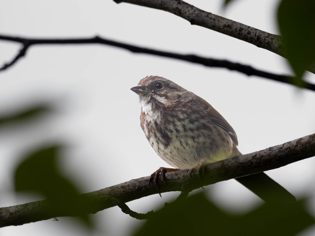 Song Sparrow - ML636068168