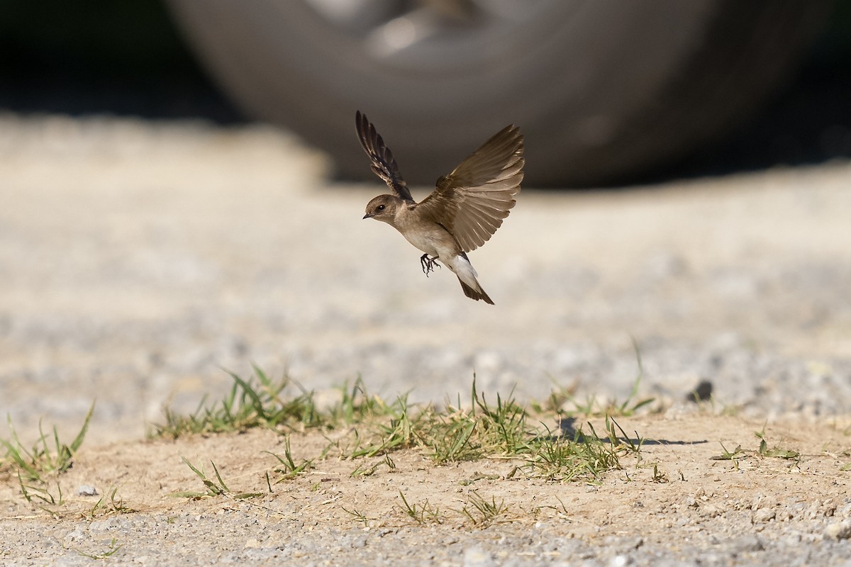 Northern Rough-winged Swallow - ML636068173