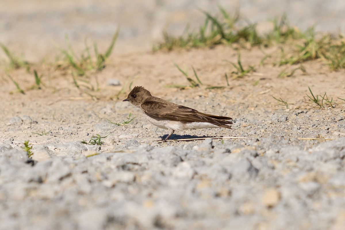 Northern Rough-winged Swallow - ML636068174