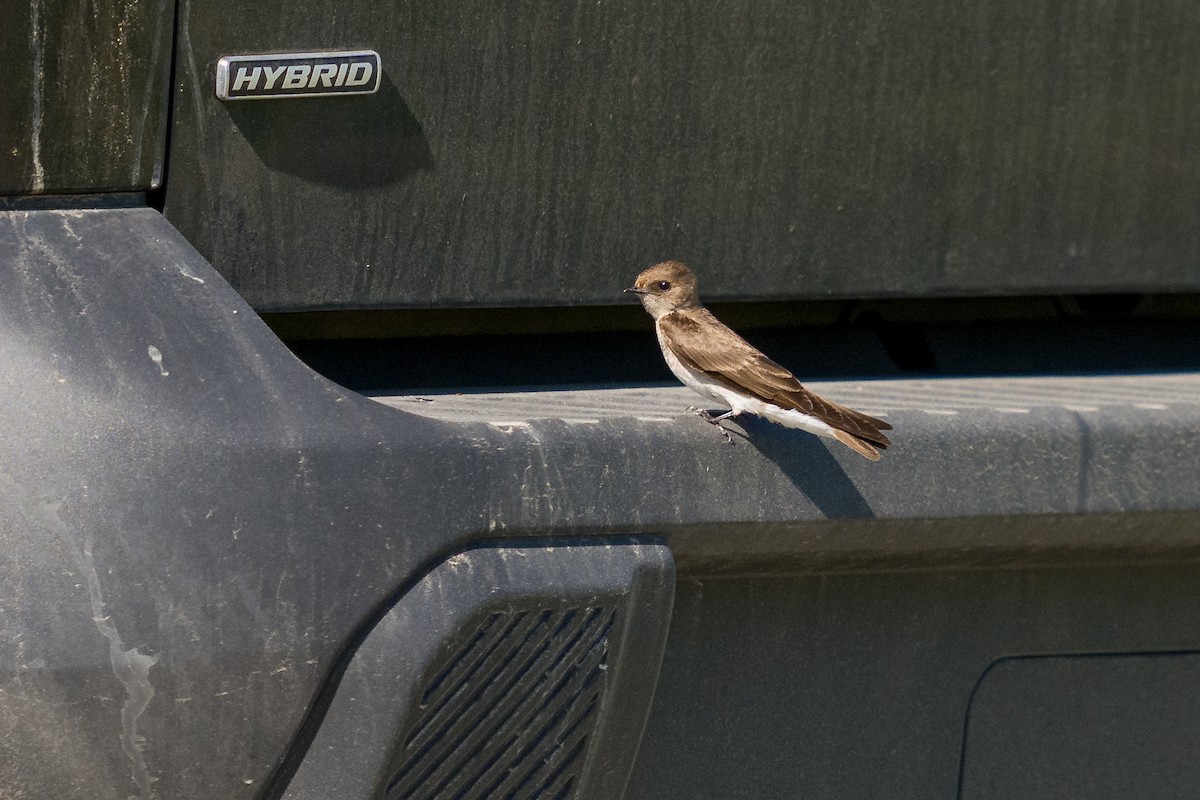 Northern Rough-winged Swallow - ML636068175