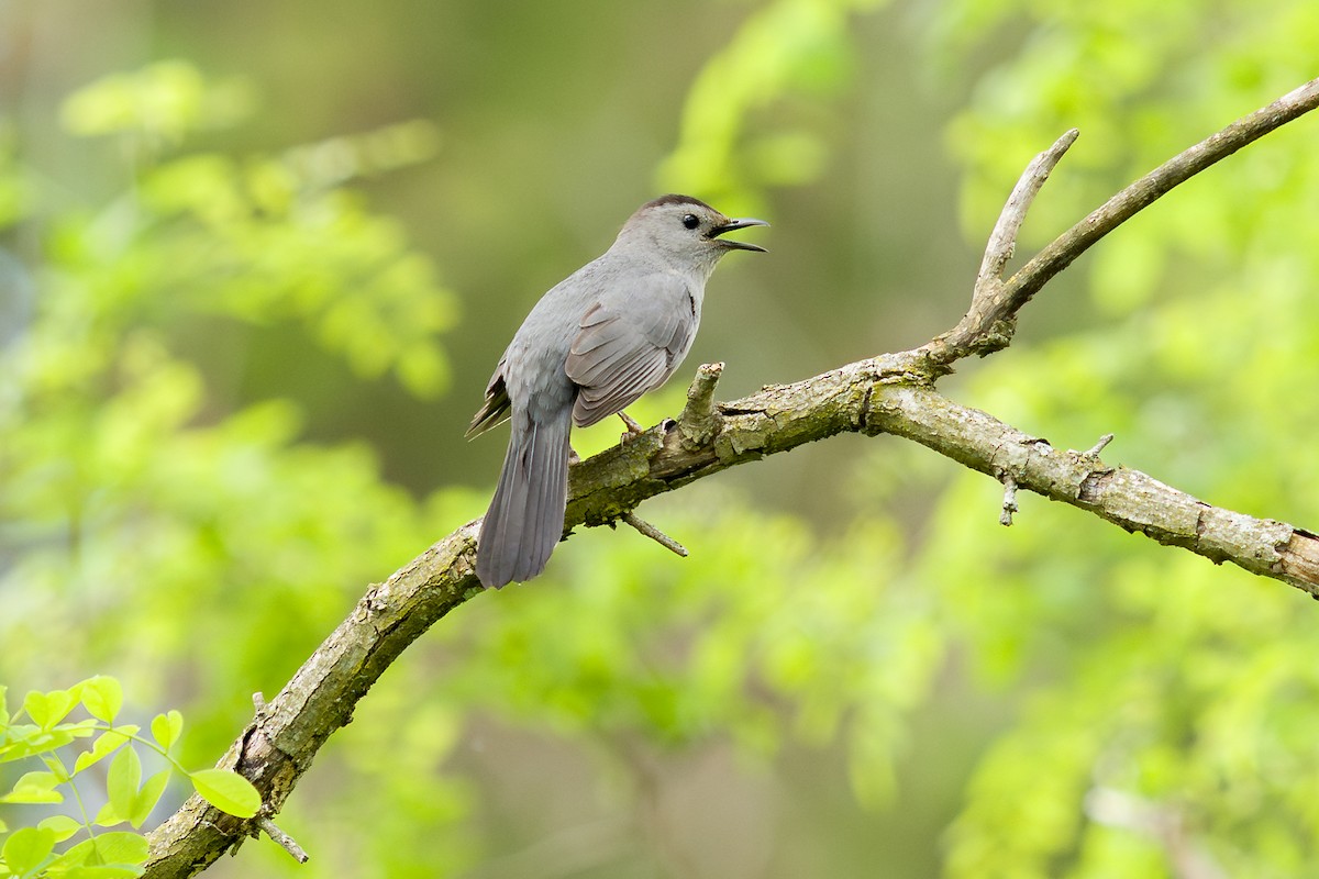 Gray Catbird - ML636068186