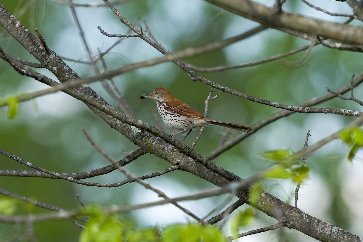 Brown Thrasher - ML636068228