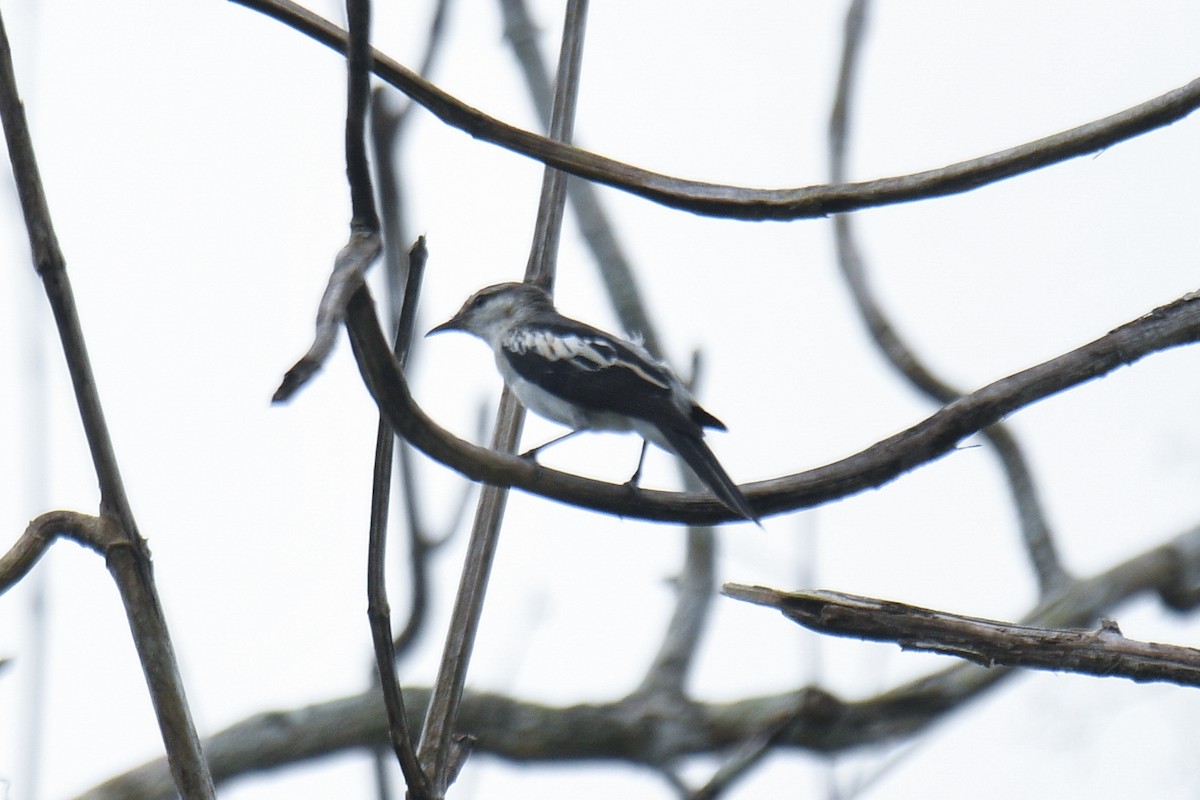 White-shouldered Triller - ML636068319