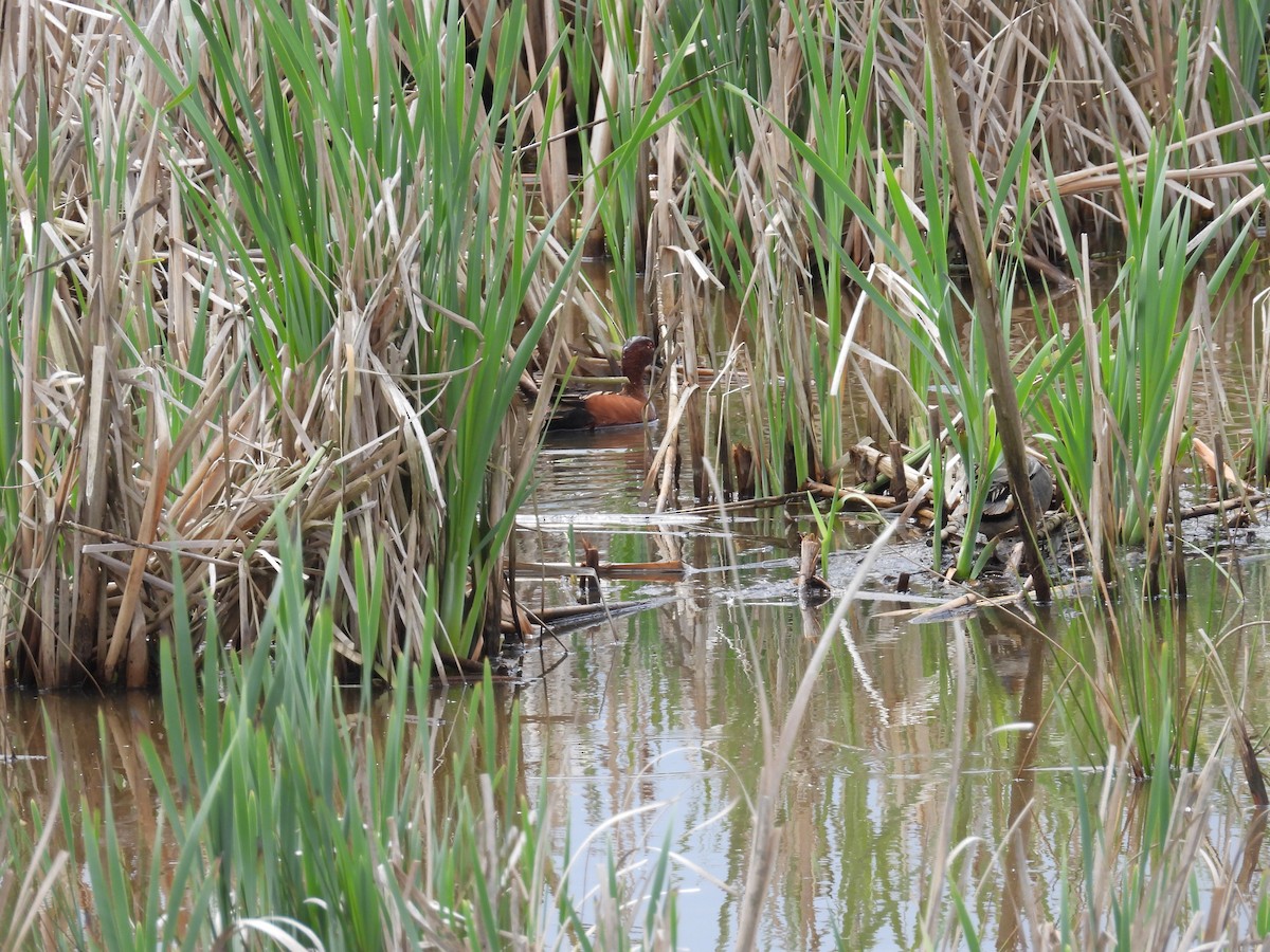 アカシマアジ - ML636068380