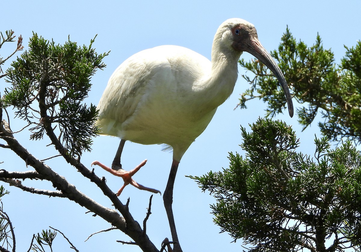 White Ibis - ML636068399