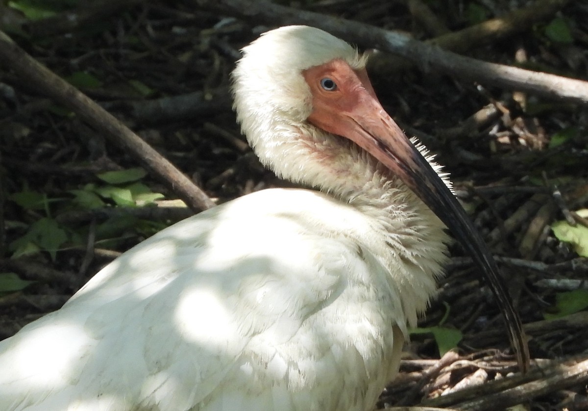 White Ibis - ML636068401