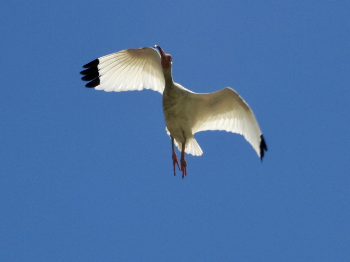 White Ibis - ML636068402
