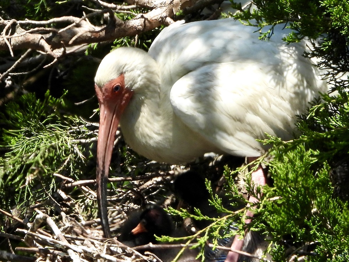 White Ibis - ML636068403