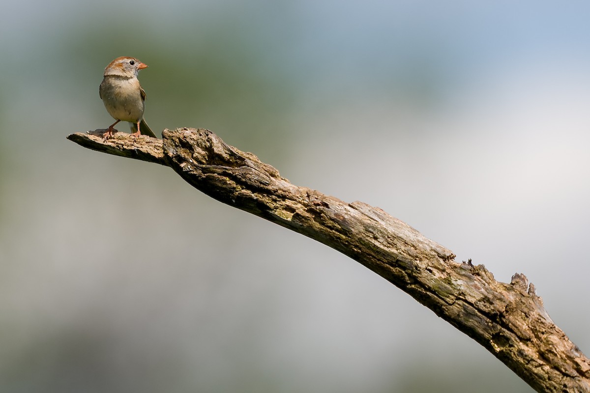 Field Sparrow - ML636068417