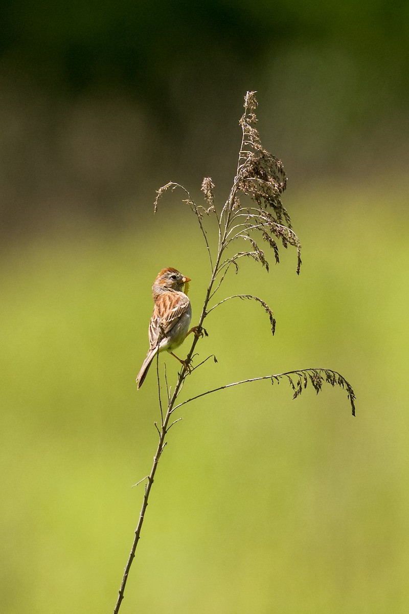 Field Sparrow - ML636068418