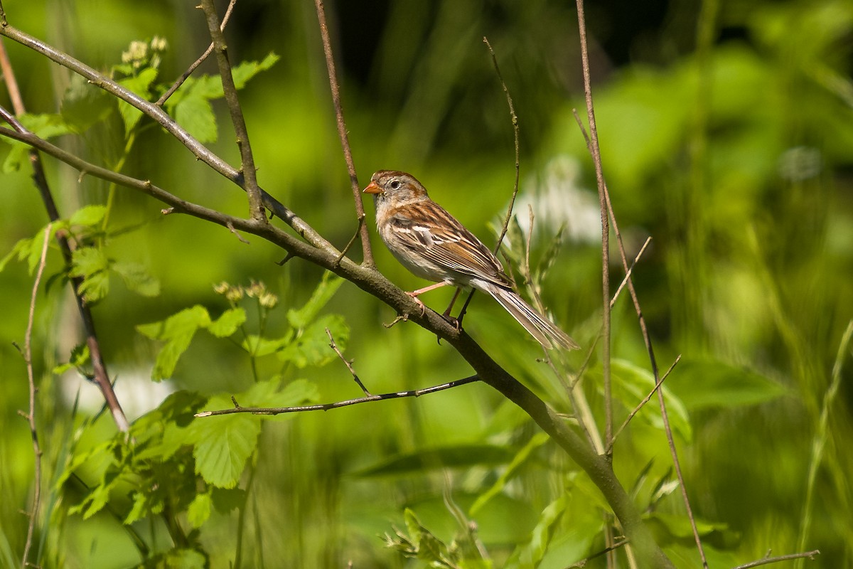 Field Sparrow - ML636068419