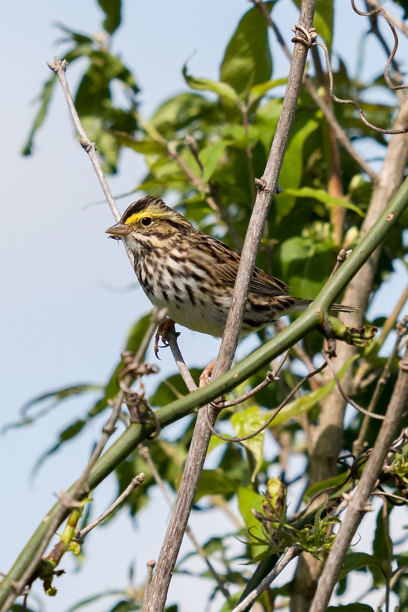 Savannah Sparrow - ML636068426