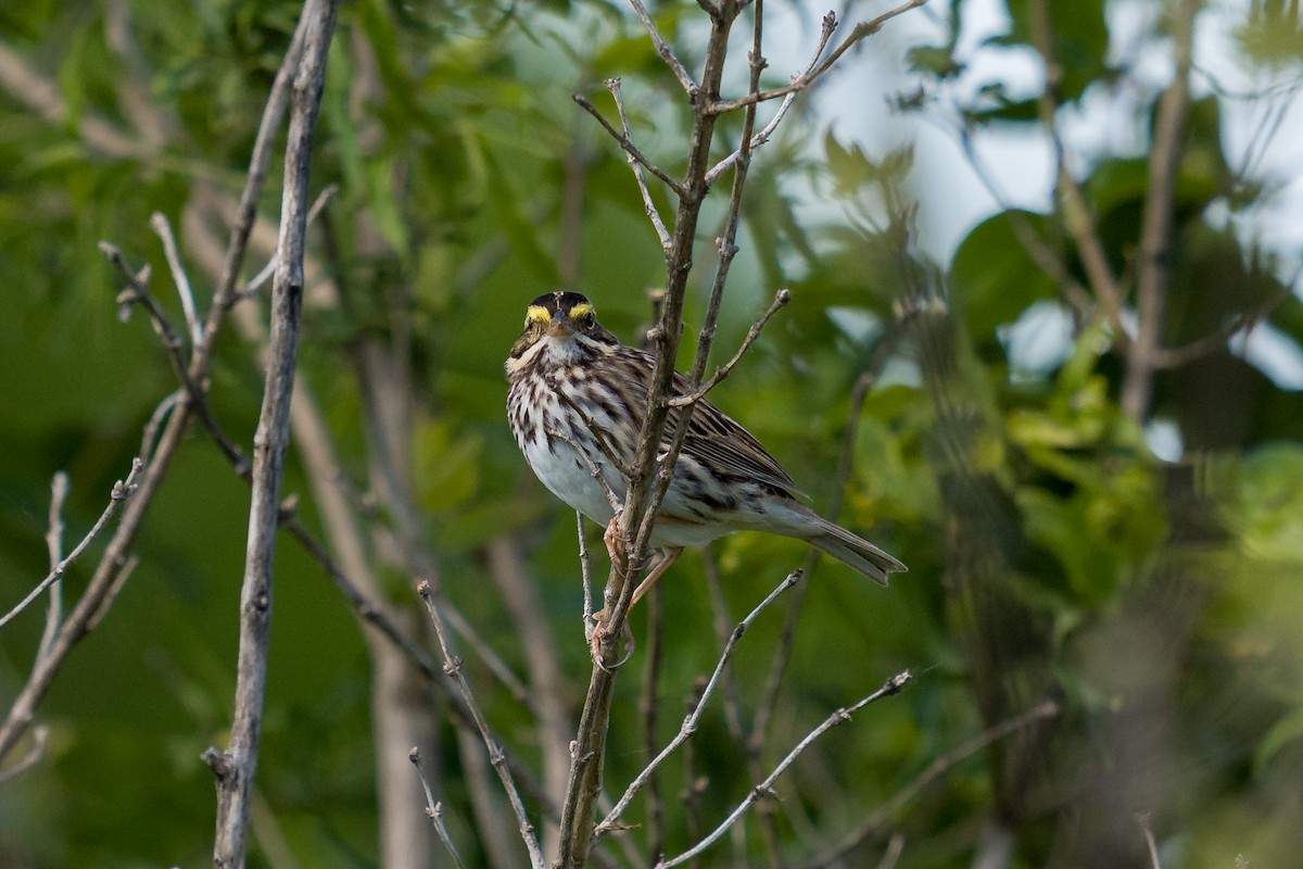Savannah Sparrow - ML636068427