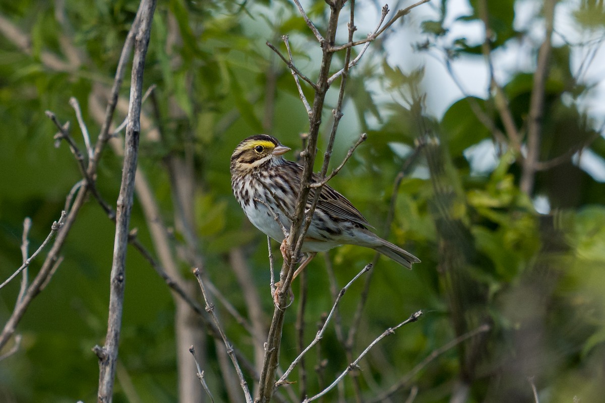 Savannah Sparrow - ML636068428